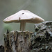 Mushroom growing on top of a tall, broken tree