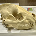 Valencia 2022 – Museu de Prehistòria de València – Predator