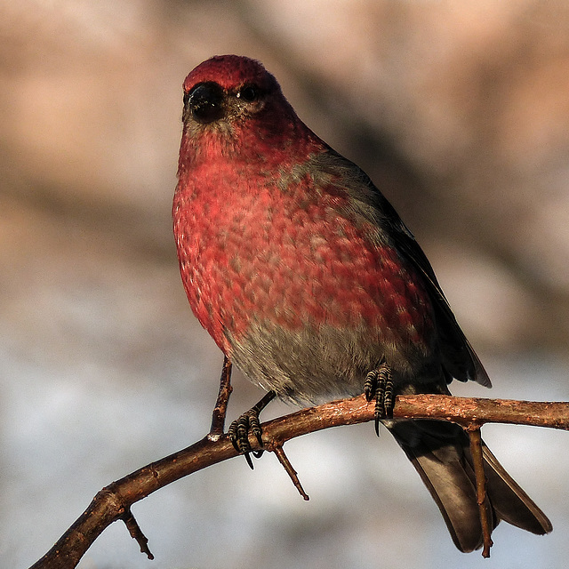 Pine Grosbeak / Pinicola enucleator