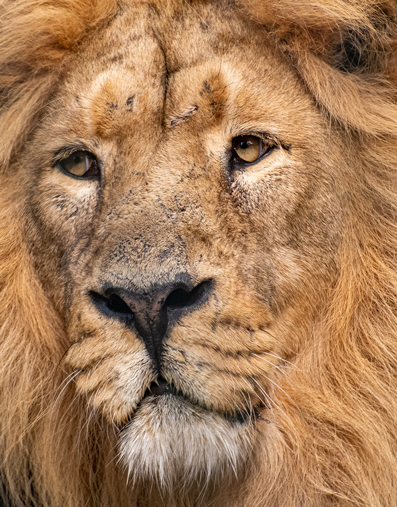 Lion close up