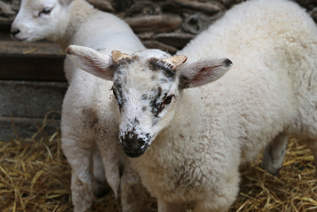 Cute as a little lamb
