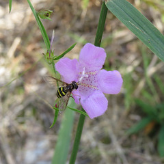 Flower-fly in Agalinis flower