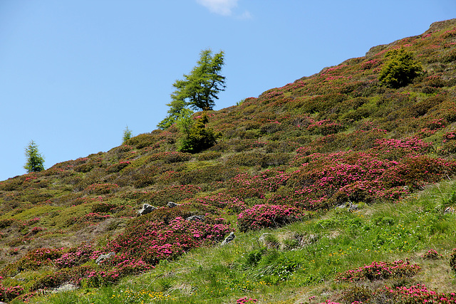 Alpenrosen (Pic-in-Pic)