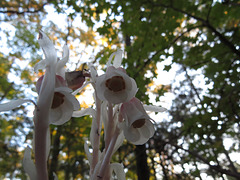 Monotropa uniflora flowers