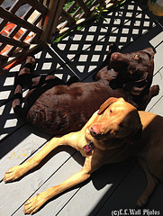 Lattice Shadows and Lazy Dogs