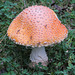 Amanita muscaria, with insects (mosquitoes?)