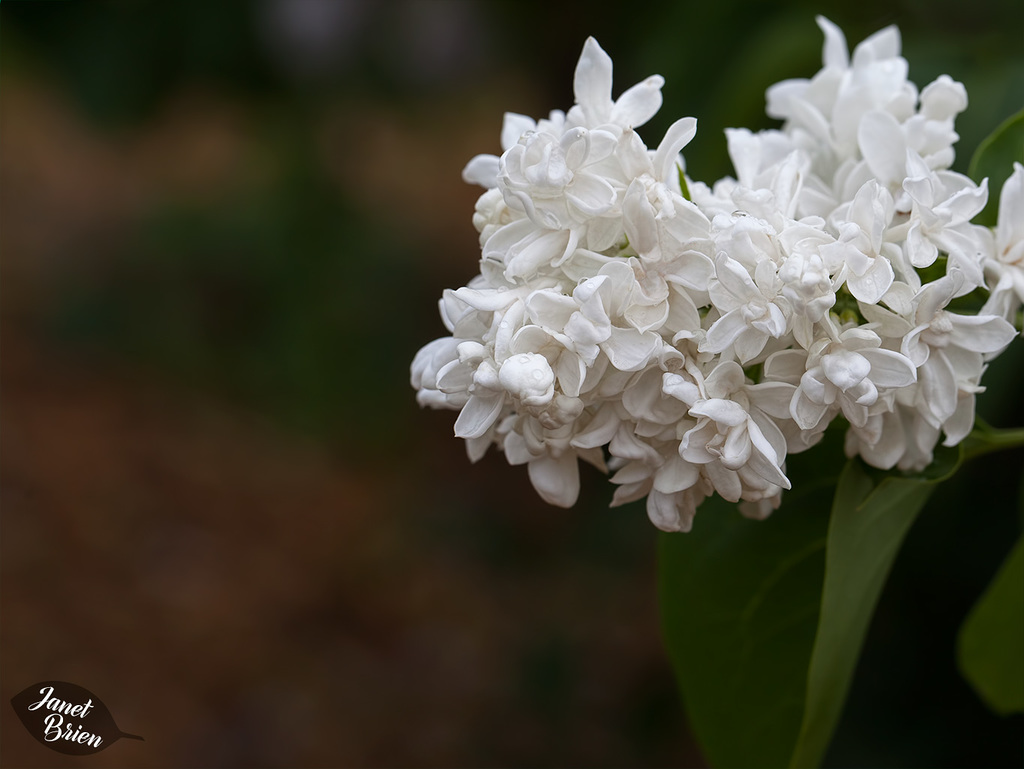 365/366: White Lilac Drizzled with Droplets