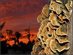 Mushroom sunset