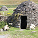 Lambs and Clocháns (Explored)