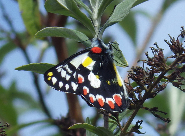 Delias aganippe (Red spotted Jezebel)