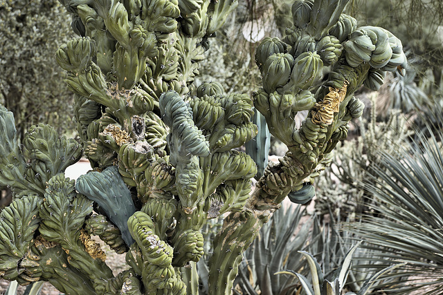 Ipernity Dinosaur Back Cactus Take 2 Desert Botanical