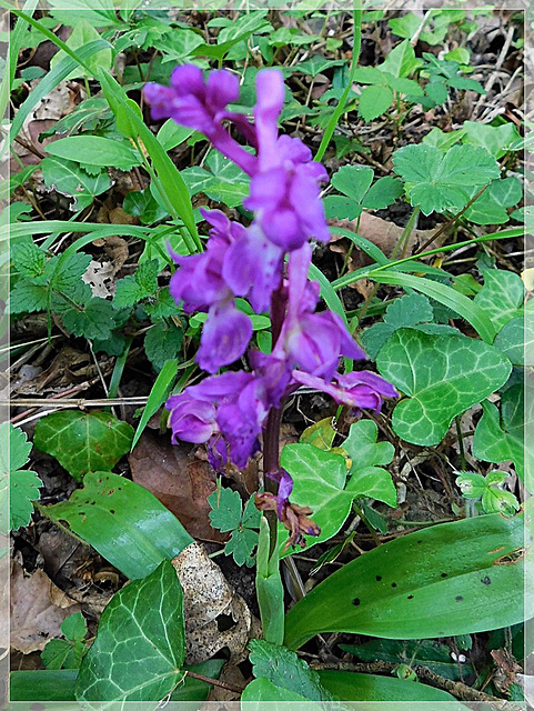 Dans les bois: Orchidée sauvage avec note