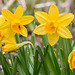 Osterglocken ++  daffodils