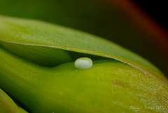 Holly Blue Butterfly Egg.