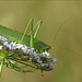 Great Green Bush-Cricket ~ Grote groene sabelsprinkhaan (Tettigonia viridissima), female ♀...