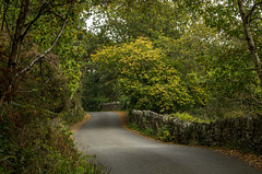 A single track road in Padarn country park