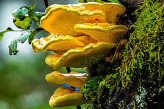 Nasser Baumpilz ++ Wet tree fungus
