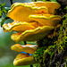 Nasser Baumpilz ++ Wet tree fungus