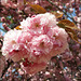 Sakura (桜).