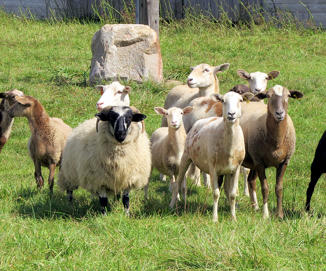The ram and his flock