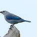 Blue-gray tanager EF7A5058