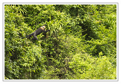 Jumping monkey on a isle of Cat Ba / Vietnam