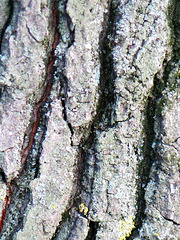 Chêne à feuilles de châtaigner (Quercus castaneifolia), Caucase, Asie, Fagacae