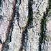 Chêne à feuilles de châtaigner (Quercus castaneifolia), Caucase, Asie, Fagacae