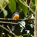 Guianan Trogon, Asa Wright Nature Centre