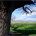 Venerable oak by the Roman road