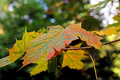 Autumn Maple Leaf.