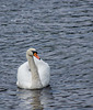 A swan at Llanwryst.1jpg