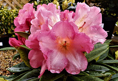 Rhododendron, 'Surrey Heath'.