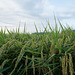 Rice fields in September