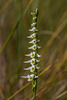 Spiranthes longilabris (Long-lipped Ladies'-tresses orchid)