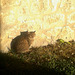Cat in the October sun (PiP)