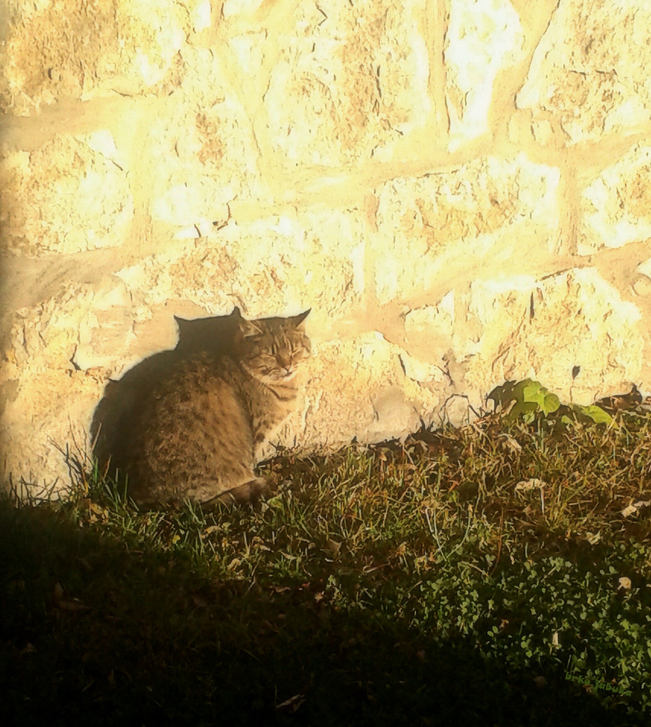 Cat in the October sun (PiP)