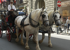 Horse drawn carriage in Florence, Italy