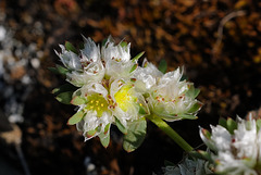 Paronychia argentea, Caryophyllales