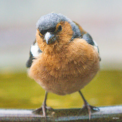 Chaffinch keeping a close eye on me!