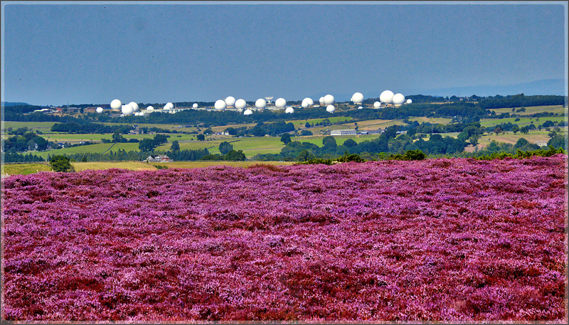 The Heather is out.
