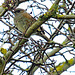Dunnock In the Branches