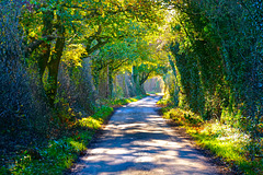 The winding country lane
