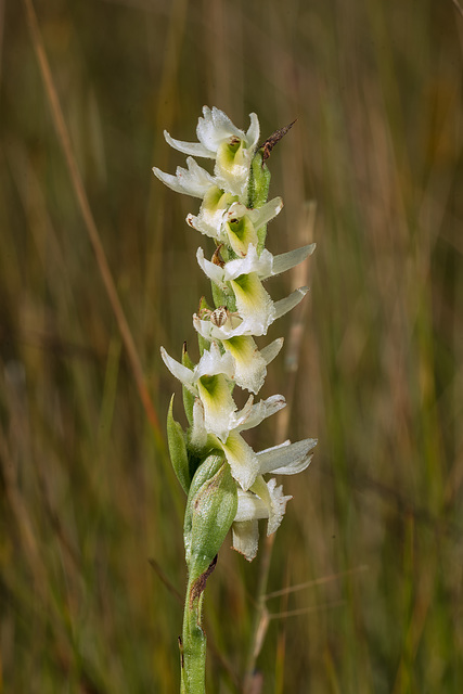 Spiranthes longilabris (Long-lipped Ladies'-tresses orchid)
