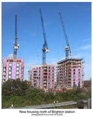 Cranes Brighton 25 9 2023