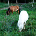 DE - Altenahr - Pferdchen beim Frühstück