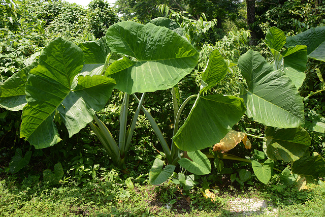 Mexico, Palenque, Huge Leaves in the Jungle of Yucatan