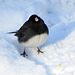 A male Junco under our bird feeders