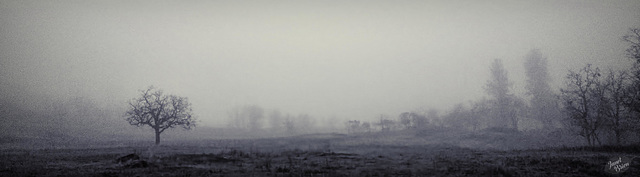 tree-in-foggy-meadow