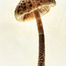 parasol mushroom